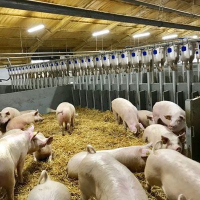 Pig farm